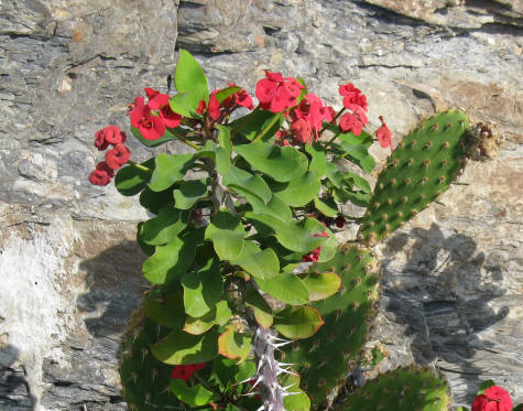 Flowering Cactus near Riomaggiore