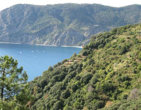 Forests on the Italian Riviera